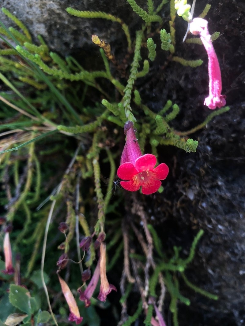 Ourisia polyantha photo 7
