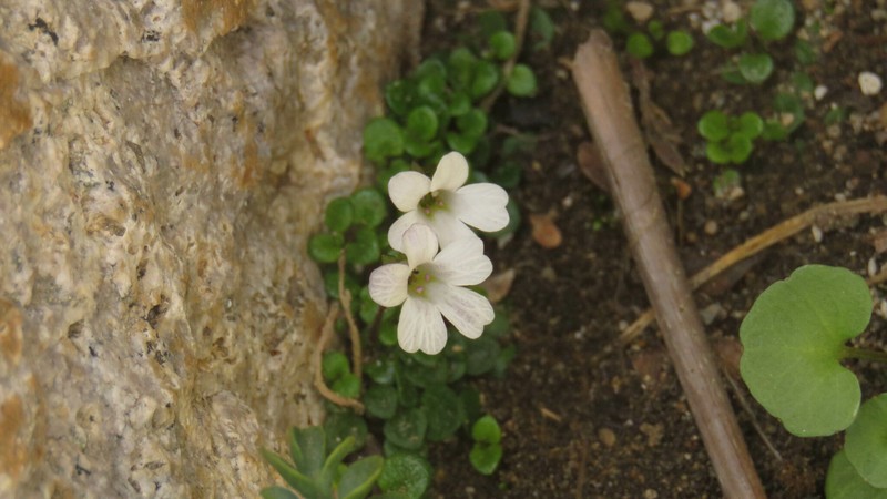 Ourisia pygmaea
