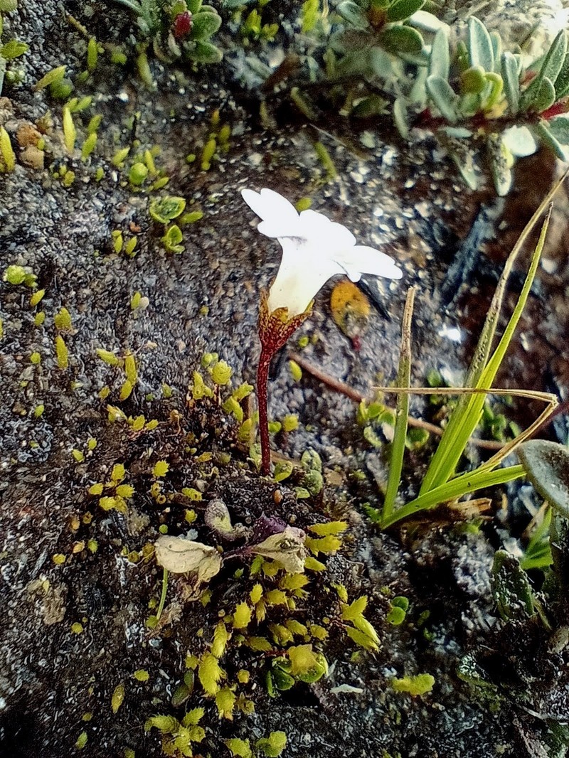 Ourisia pygmaea photo 2