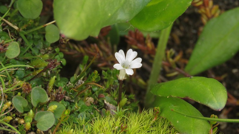 Ourisia pygmaea photo 3