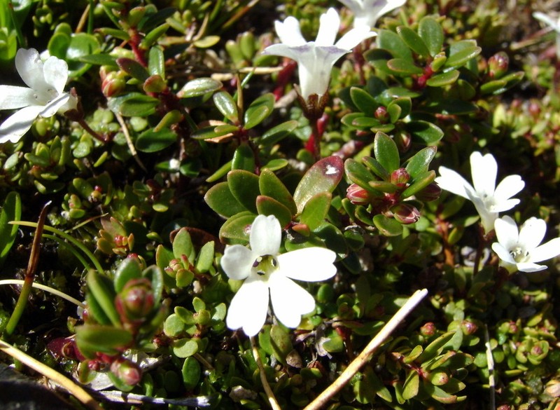 Ourisia pygmaea photo 4
