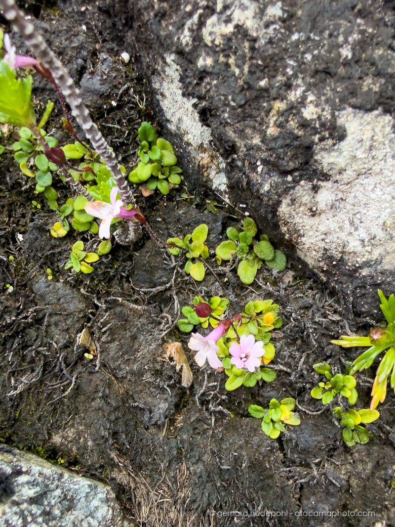 Ourisia pygmaea photo 6