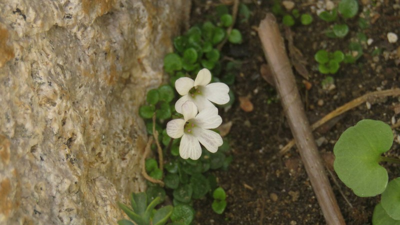 Ourisia pygmaea photo 7
