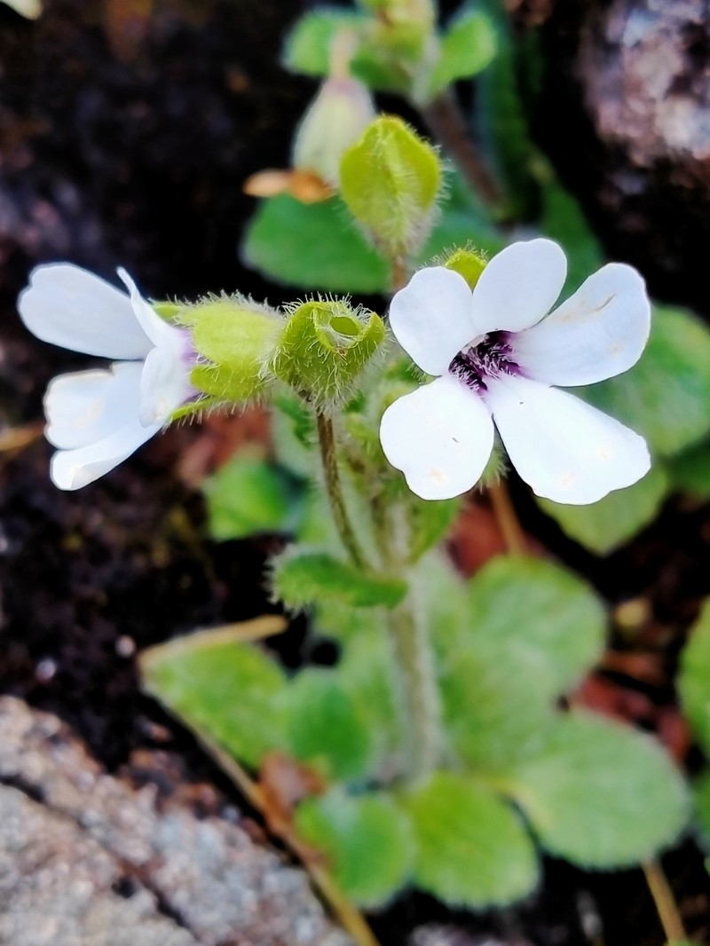 Ourisia remotifolia