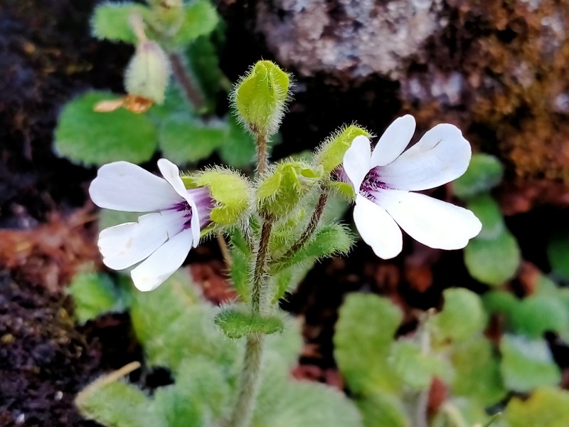 Ourisia remotifolia photo 2
