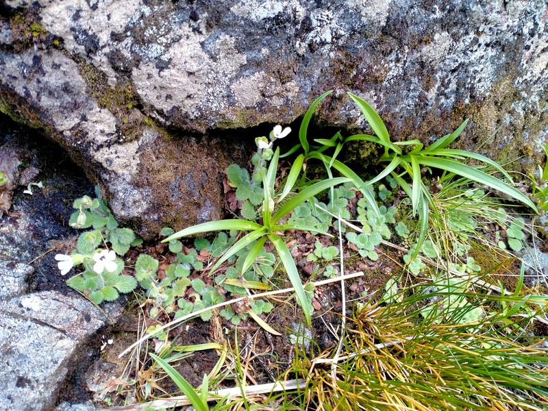Ourisia remotifolia photo 3