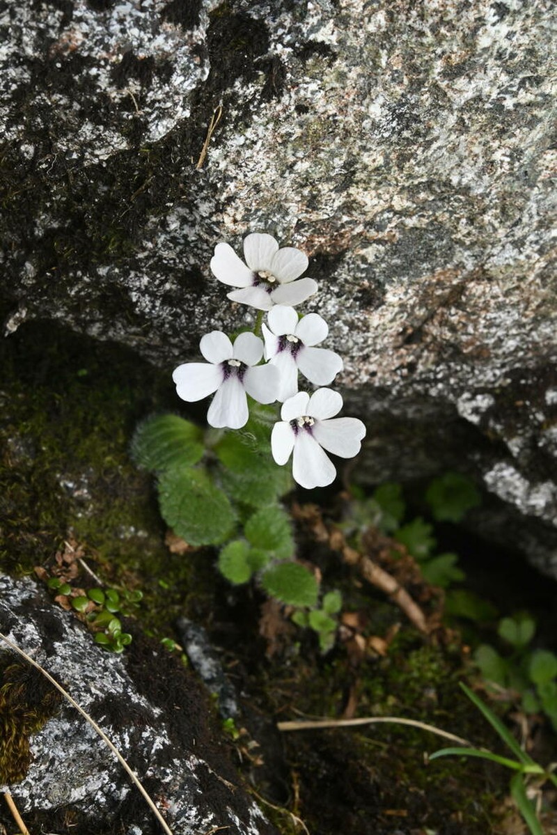 Ourisia remotifolia photo 4