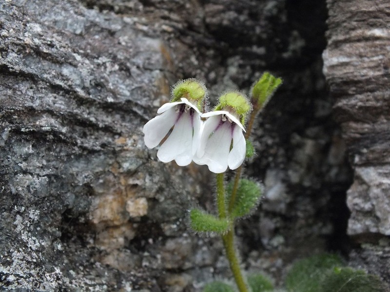 Ourisia remotifolia photo 5