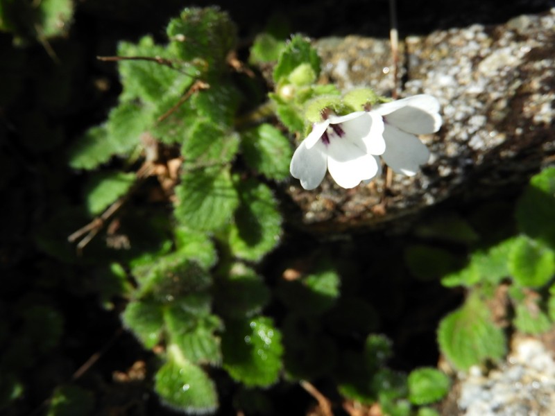 Ourisia remotifolia photo 6