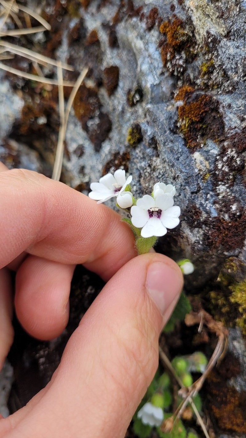 Ourisia remotifolia photo 7