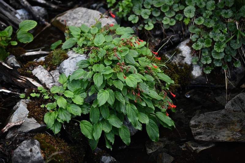 Ourisia ruellioides