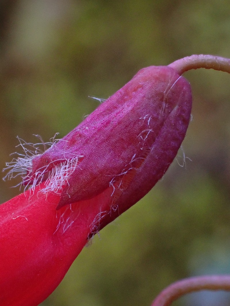 Ourisia ruellioides photo 2