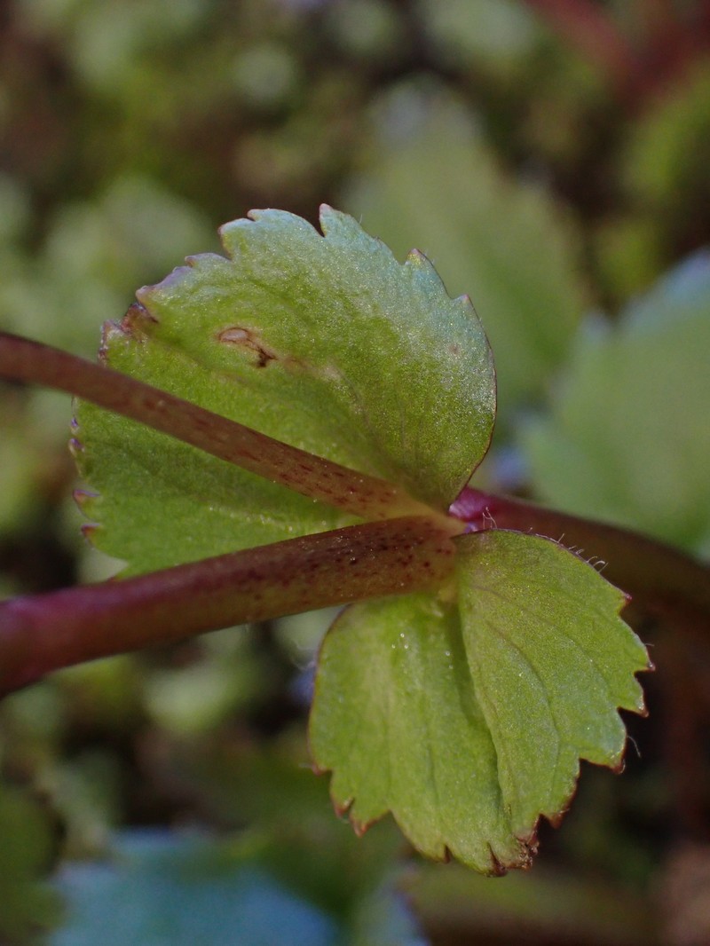 Ourisia ruellioides photo 3
