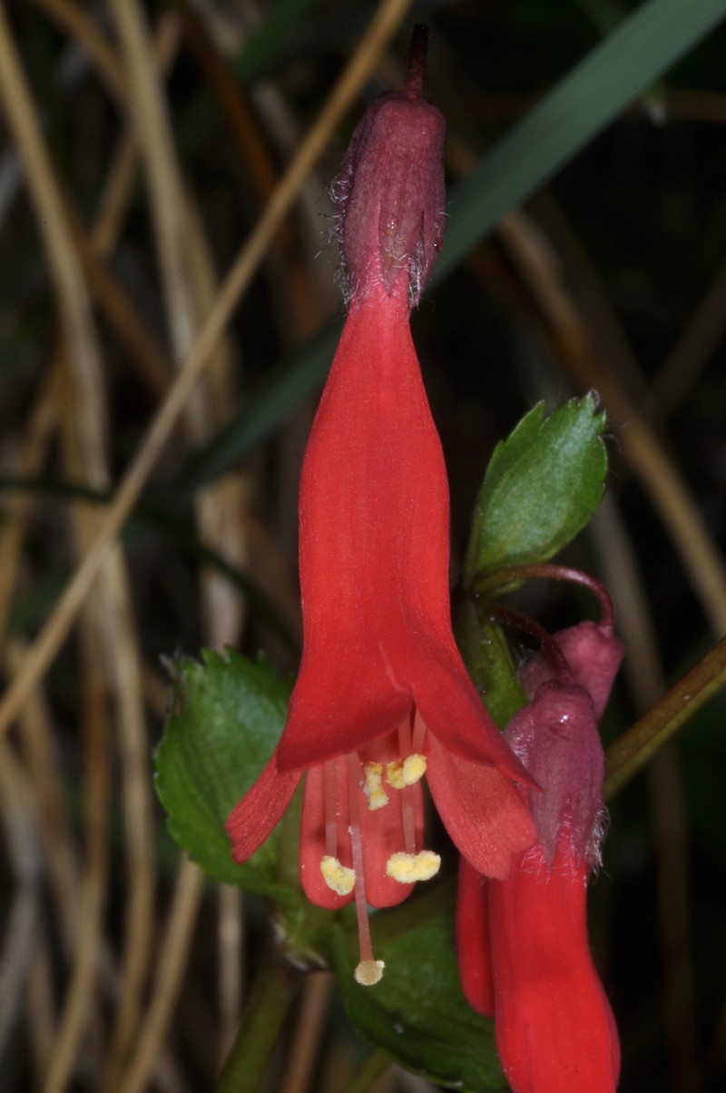 Ourisia ruellioides photo 4