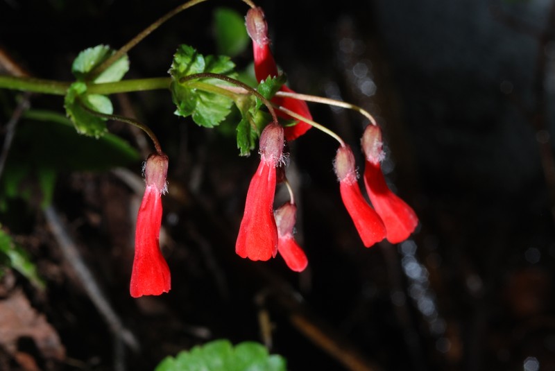 Ourisia ruellioides photo 8