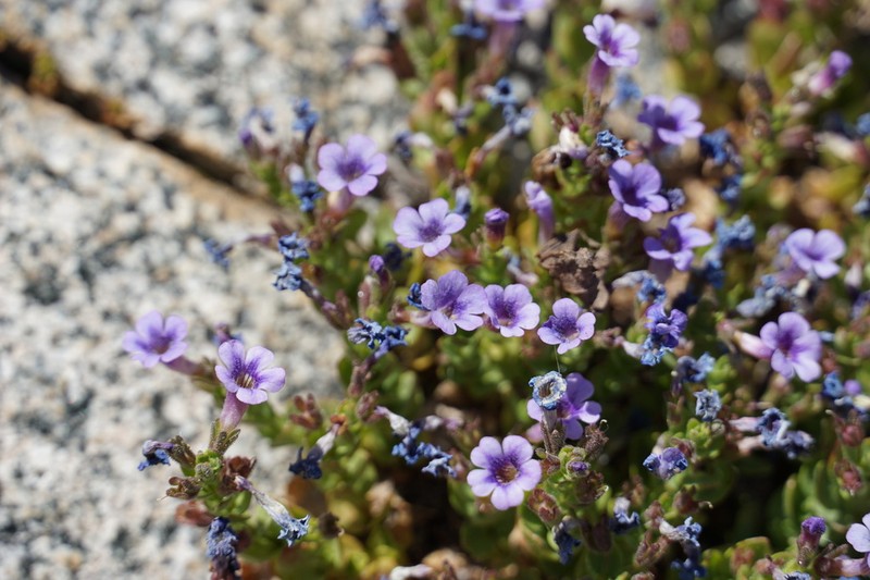 Ourisia serpyllifolia photo 2