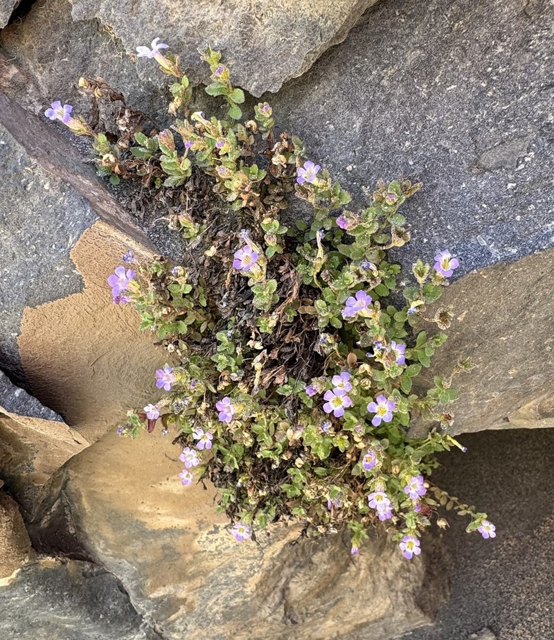 Ourisia serpyllifolia photo 3