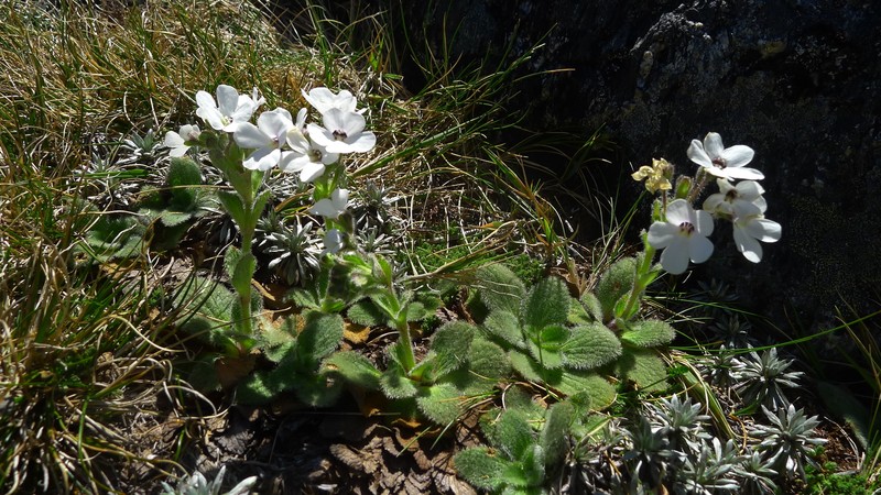 Ourisia sessilifolia