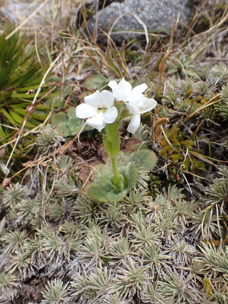 Ourisia sessilifolia photo 2