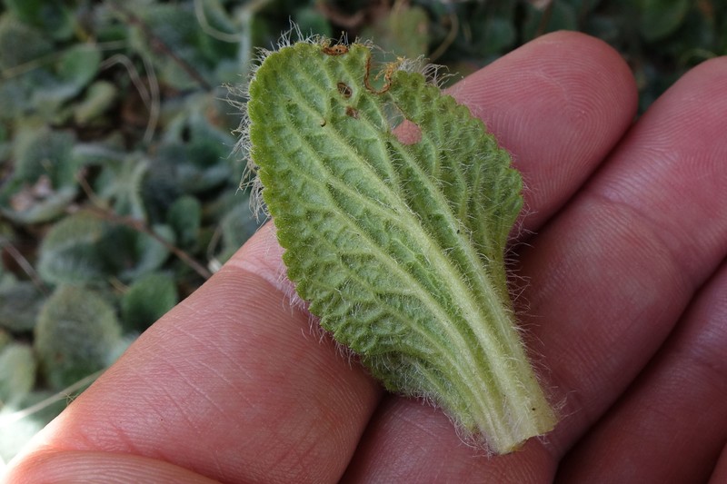 Ourisia sessilifolia photo 3
