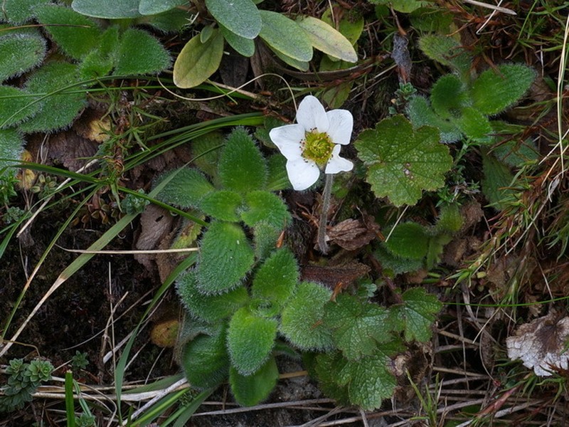 Ourisia sessilifolia photo 5