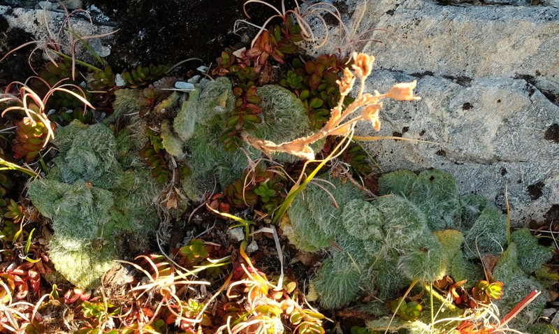 Ourisia sessilifolia photo 7