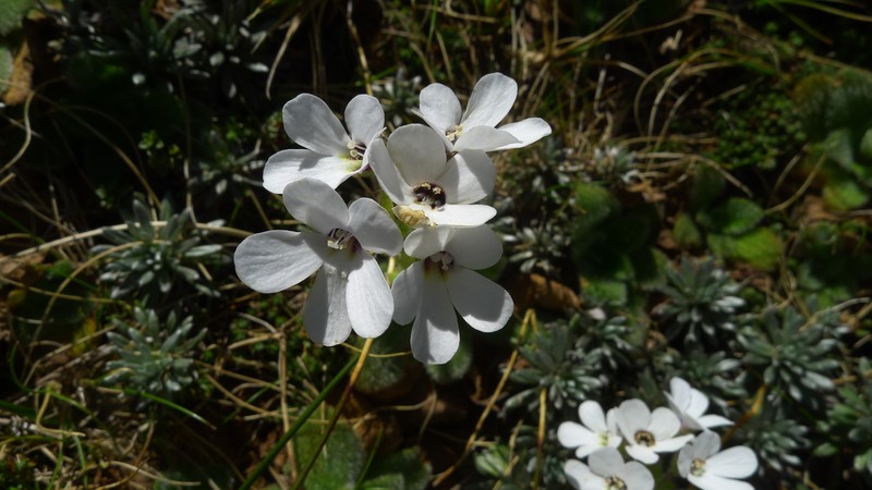 Ourisia sessilifolia subsp. sessilifolia photo 3