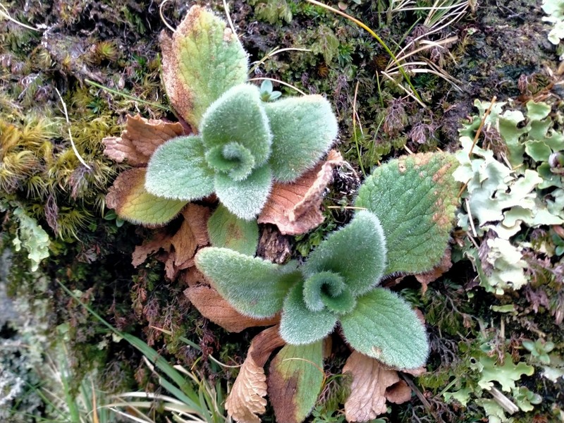 Ourisia sessilifolia subsp. sessilifolia photo 4