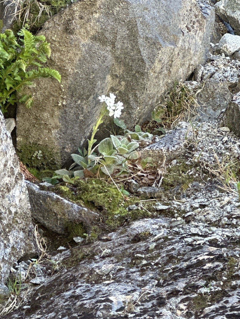Ourisia sessilifolia subsp. sessilifolia photo 5