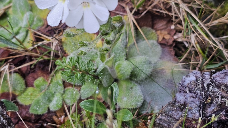 Ourisia sessilifolia subsp. sessilifolia photo 6