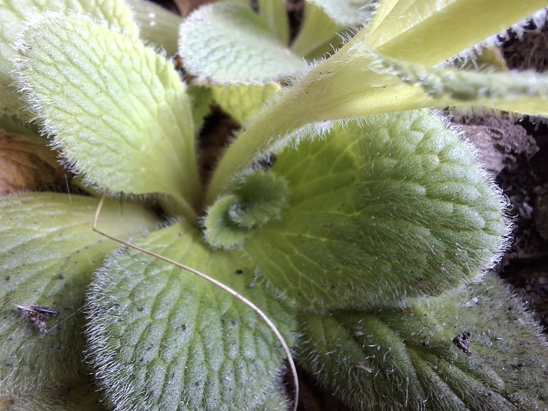 Ourisia sessilifolia subsp. sessilifolia photo 7