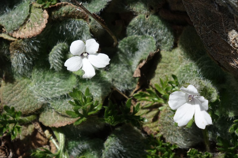 Ourisia sessilifolia subsp. splendida