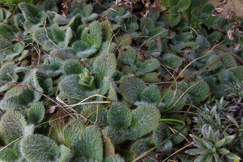 Ourisia sessilifolia subsp. splendida photo 3