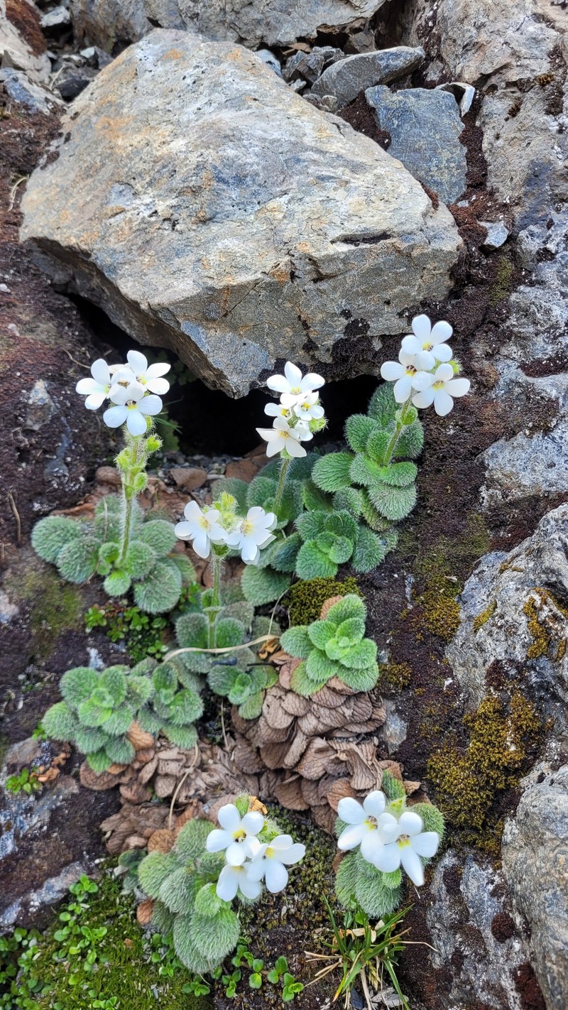 Ourisia sessilifolia subsp. splendida photo 4