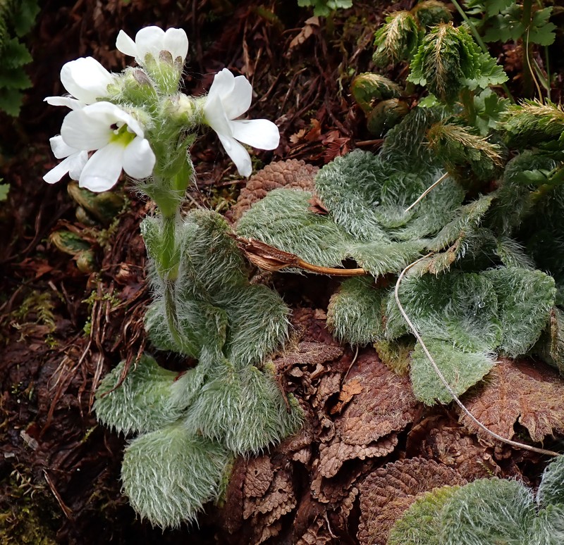 Ourisia sessilifolia subsp. splendida photo 6