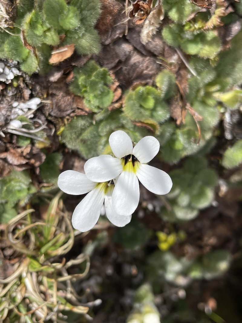 Ourisia simpsonii photo 2