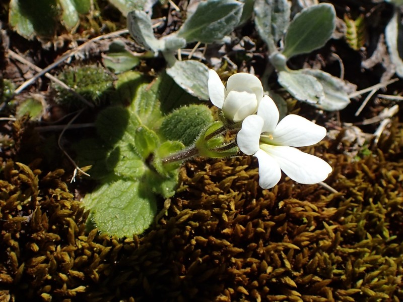 Ourisia simpsonii photo 3
