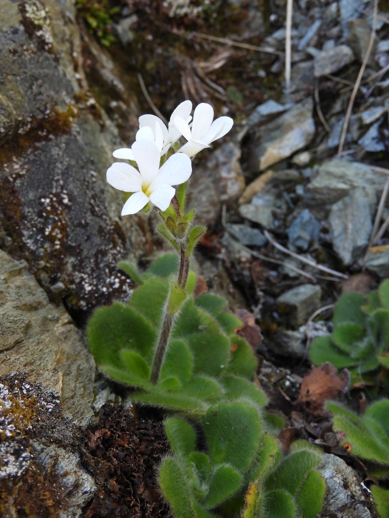 Ourisia spathulata