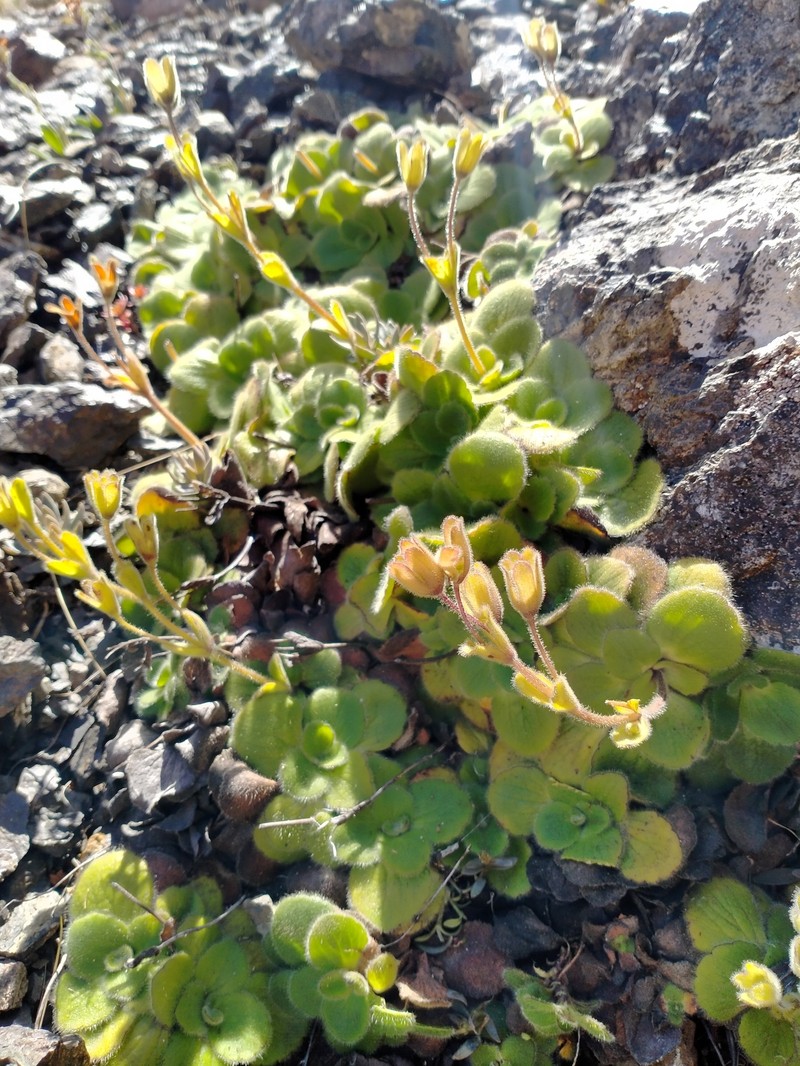 Ourisia spathulata photo 2