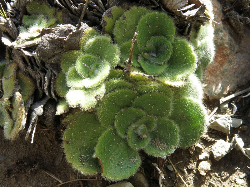 Ourisia spathulata photo 3