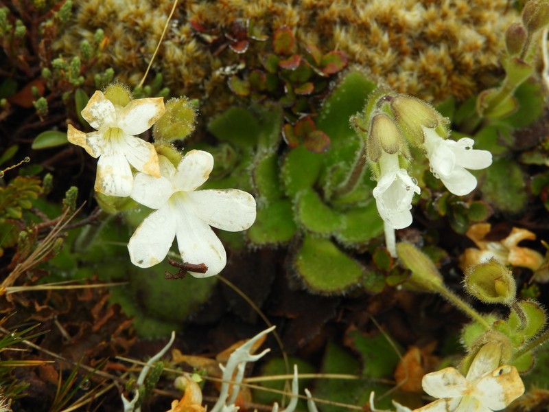Ourisia spathulata photo 4
