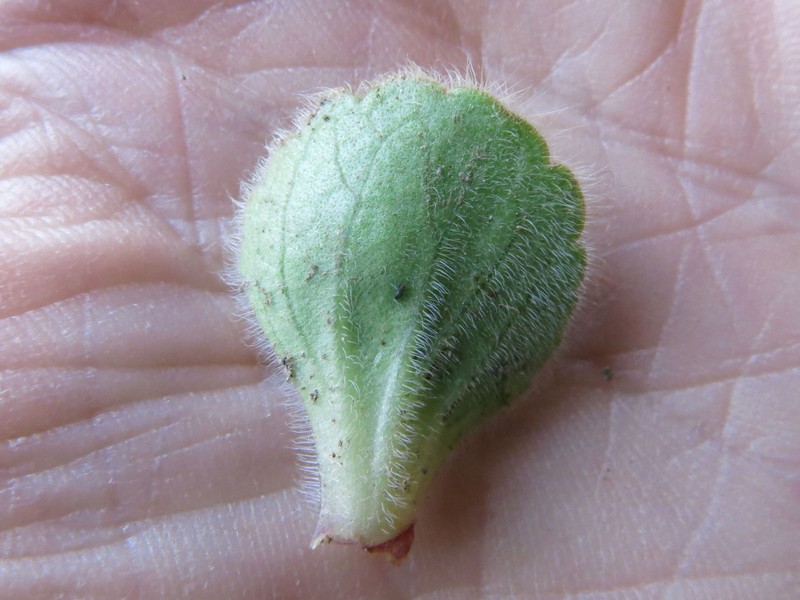 Ourisia spathulata photo 6