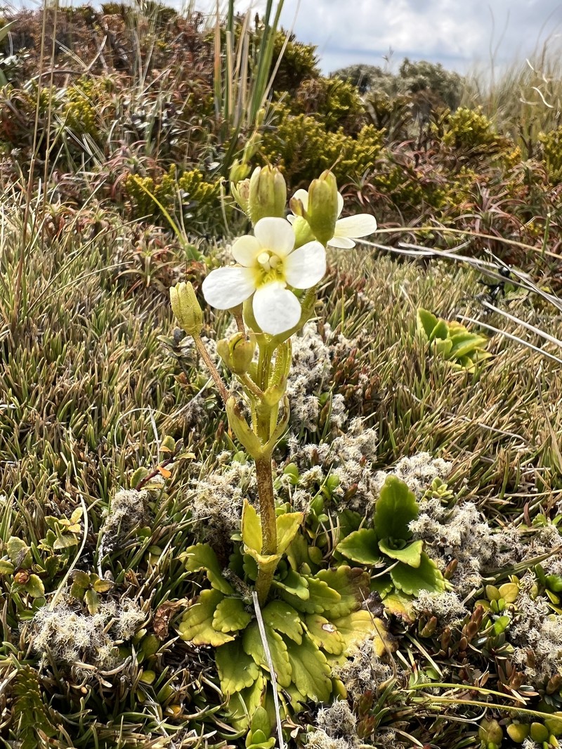 Ourisia vulcanica