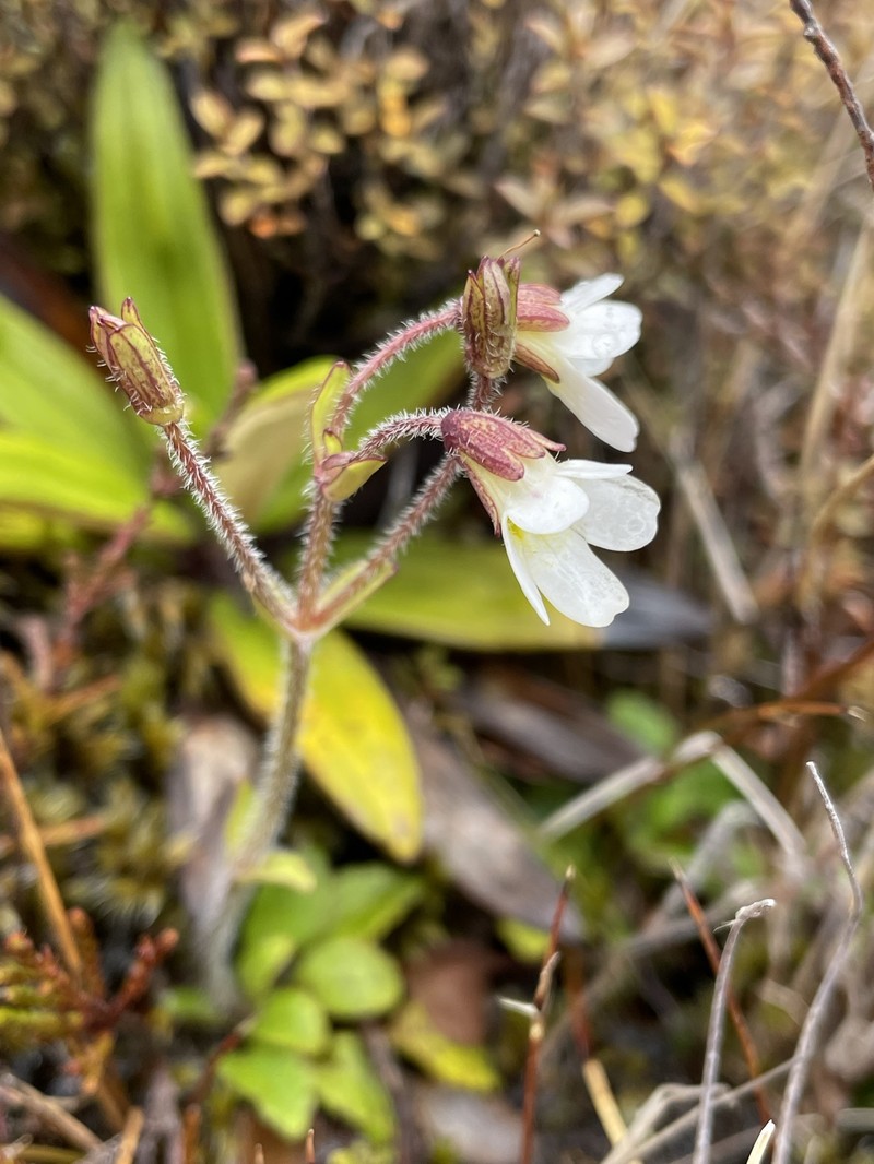 Ourisia vulcanica photo 2