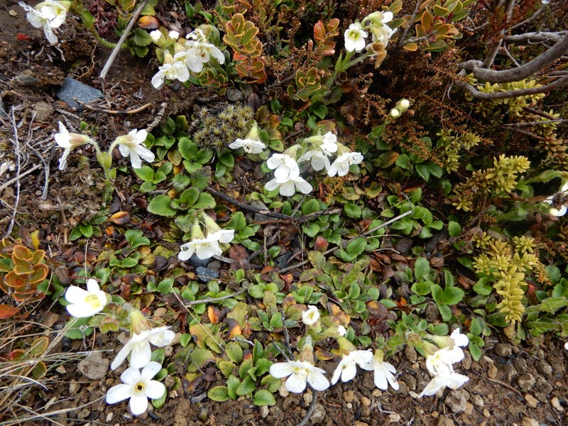 Ourisia vulcanica photo 3