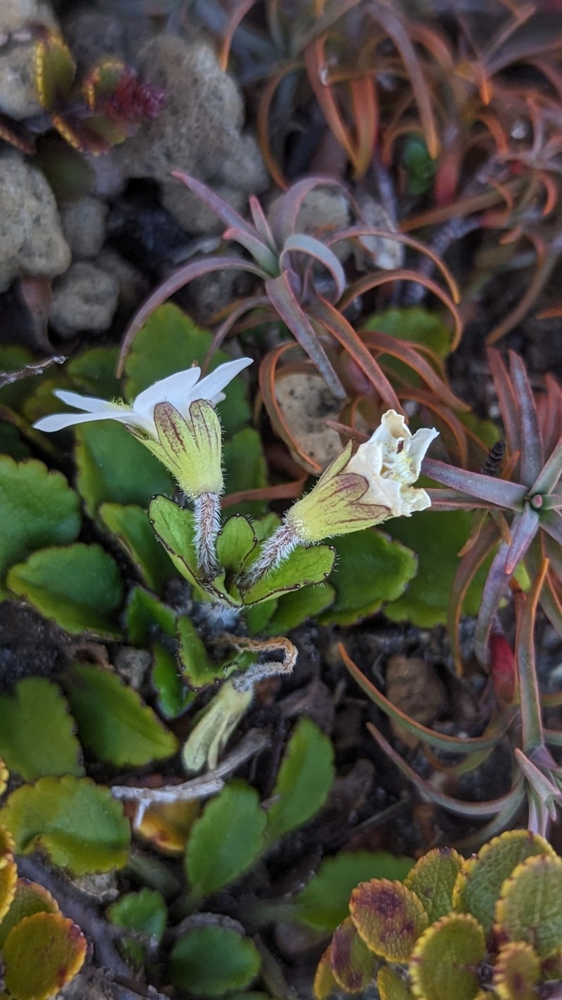 Ourisia vulcanica photo 4