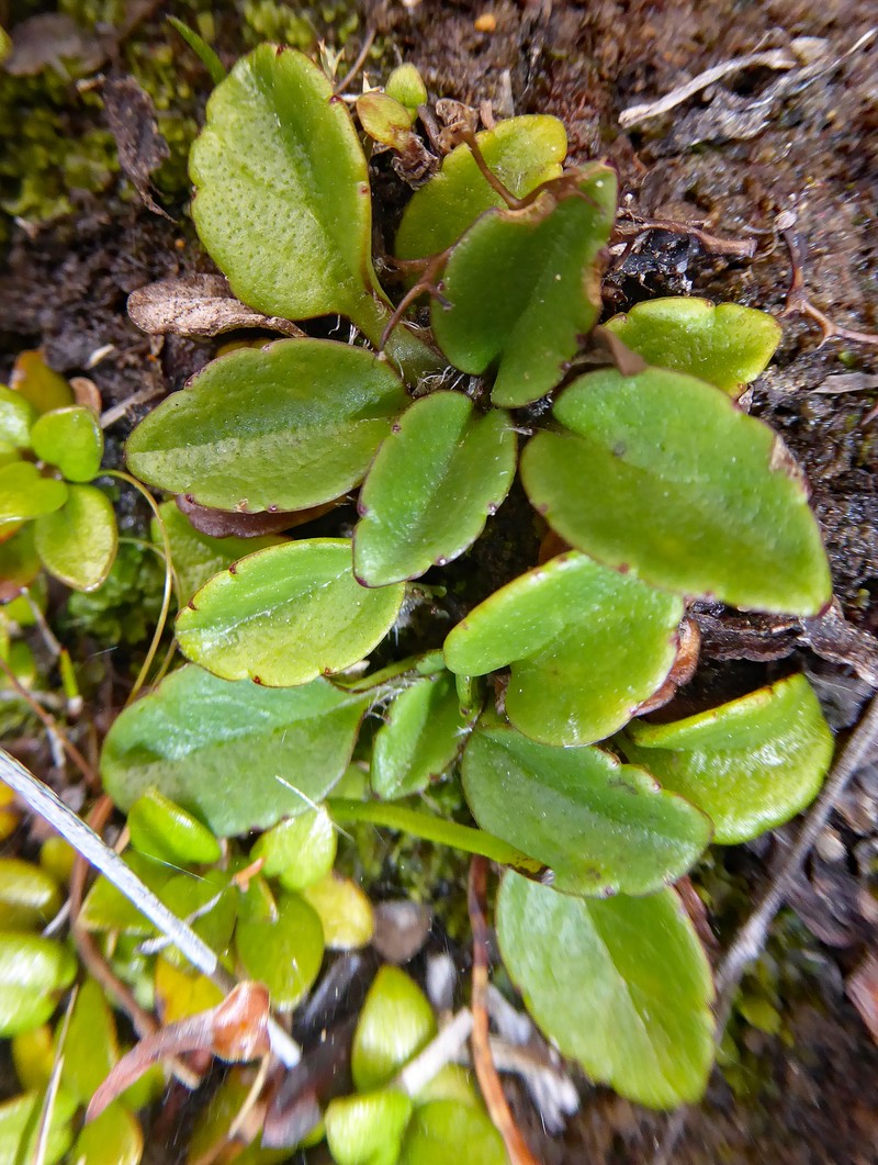 Ourisia vulcanica photo 5