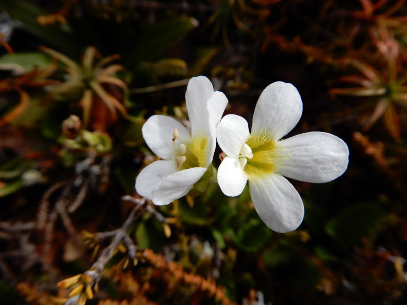 Ourisia vulcanica photo 6