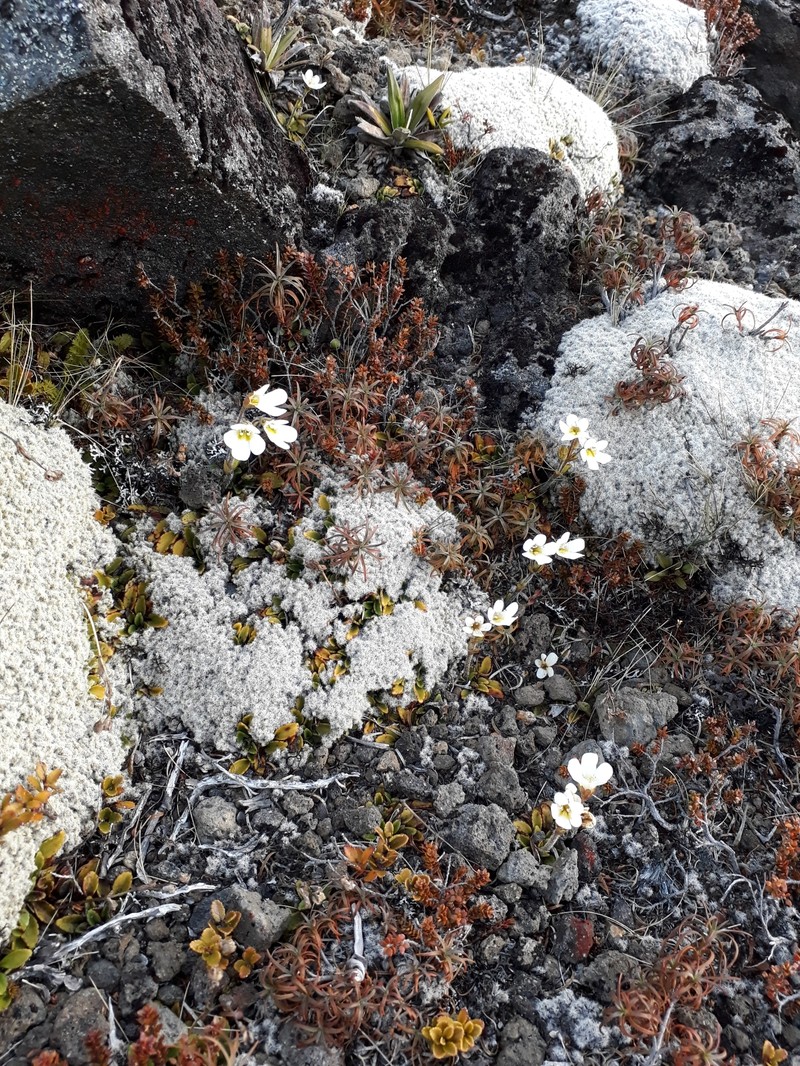 Ourisia vulcanica photo 7