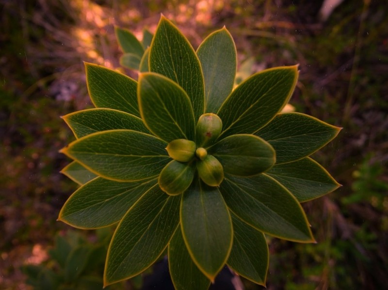 Ovidia andina